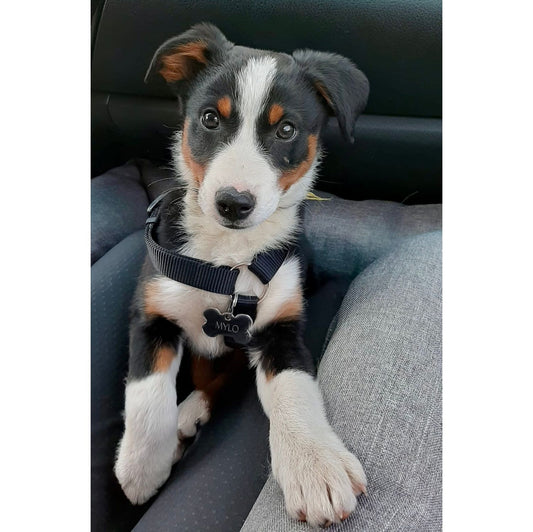 Red Dingo Engraved Brass Cat Tag Fish