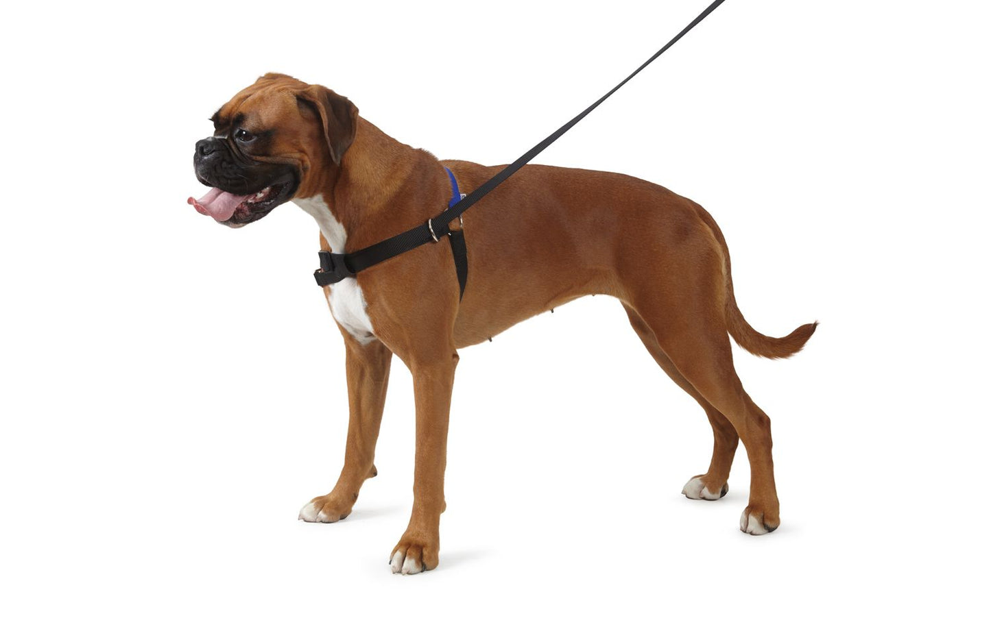 Ancol Pure Dog Listeners Harness & Lead Set Medium 54 - 73cm