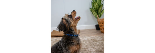 Ancol Small Bite Blue Stars Puppy Collar & Lead Set