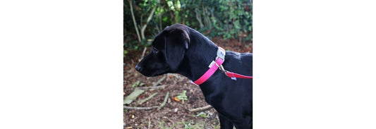 Ancol Viva Nylon Pink Adjustable Dog Collar
