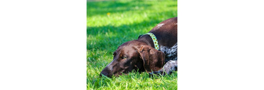 Ancol Soho Sunflower Dog Collar