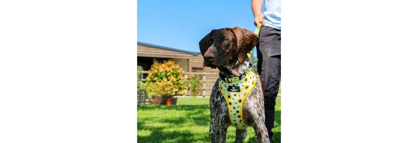 Ancol Soho Sunflower Dog Collar