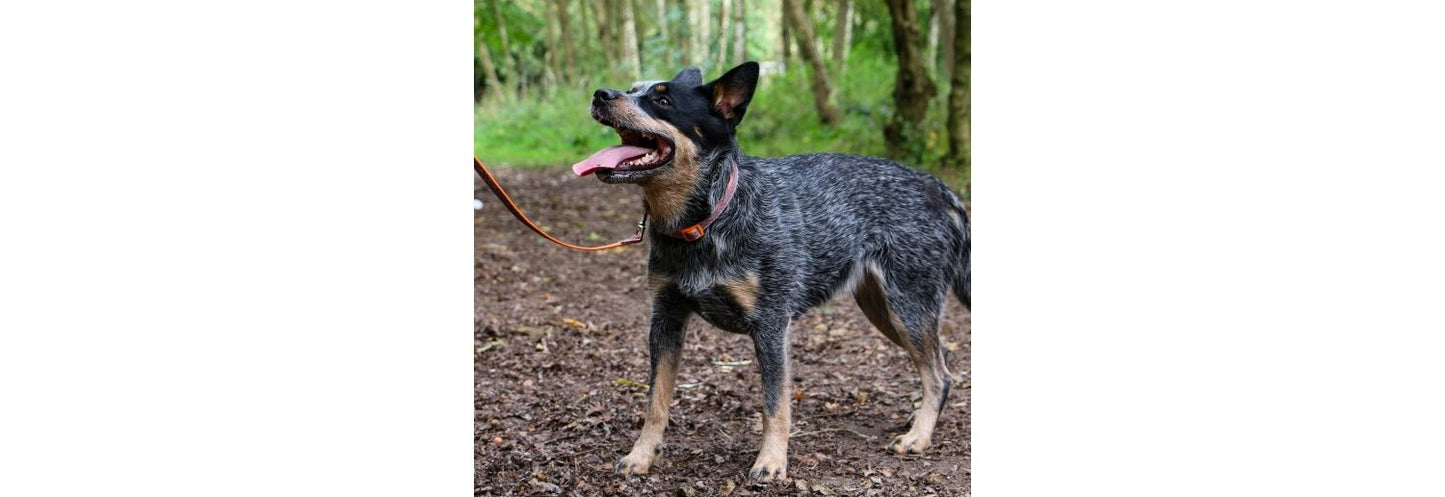 Ancol Fashion Orange Bone Nylon Adjustable Dog Collar