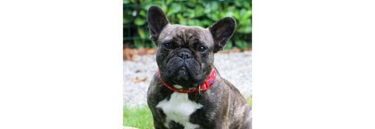 Ancol Fashion Reflective Stars Red Adjustable Dog Collar