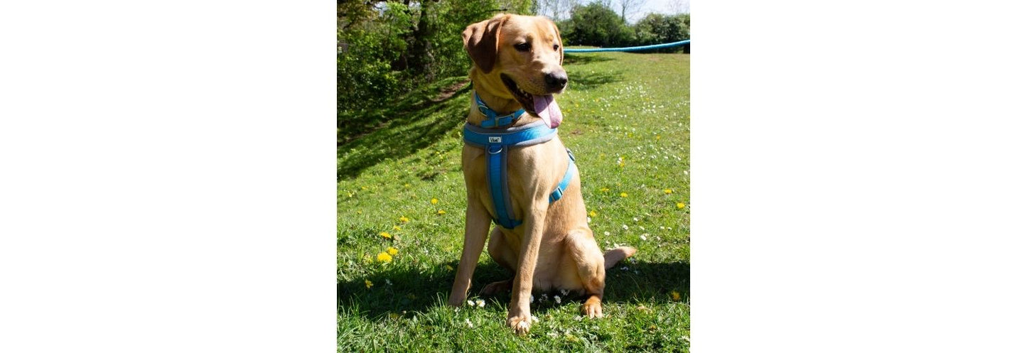 Ancol Padded Nylon Blue Dog Collar