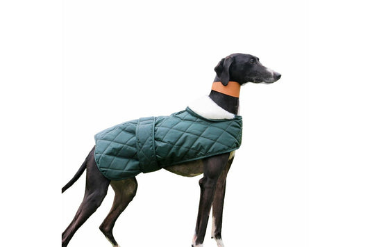 Ancol Quilted Whippet / Greyhound Coat