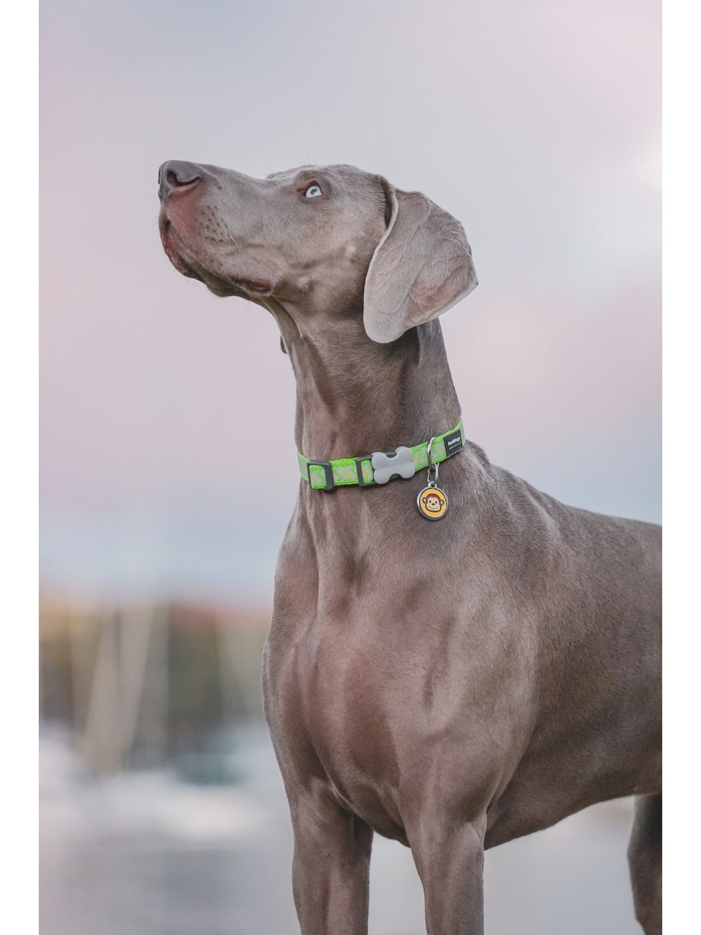 Red Dingo Plastic Engraved Dog Tag Bone