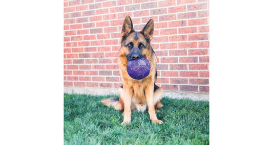 KONG Flexball Dog Toy Medium/Large