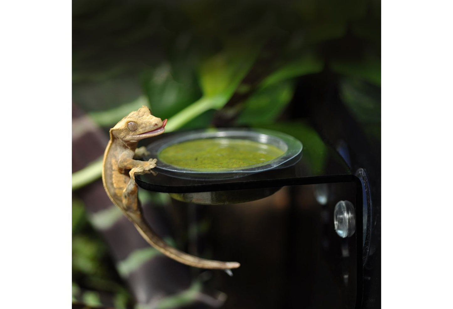 HabiStat Arboreal Feeding Ledge Single