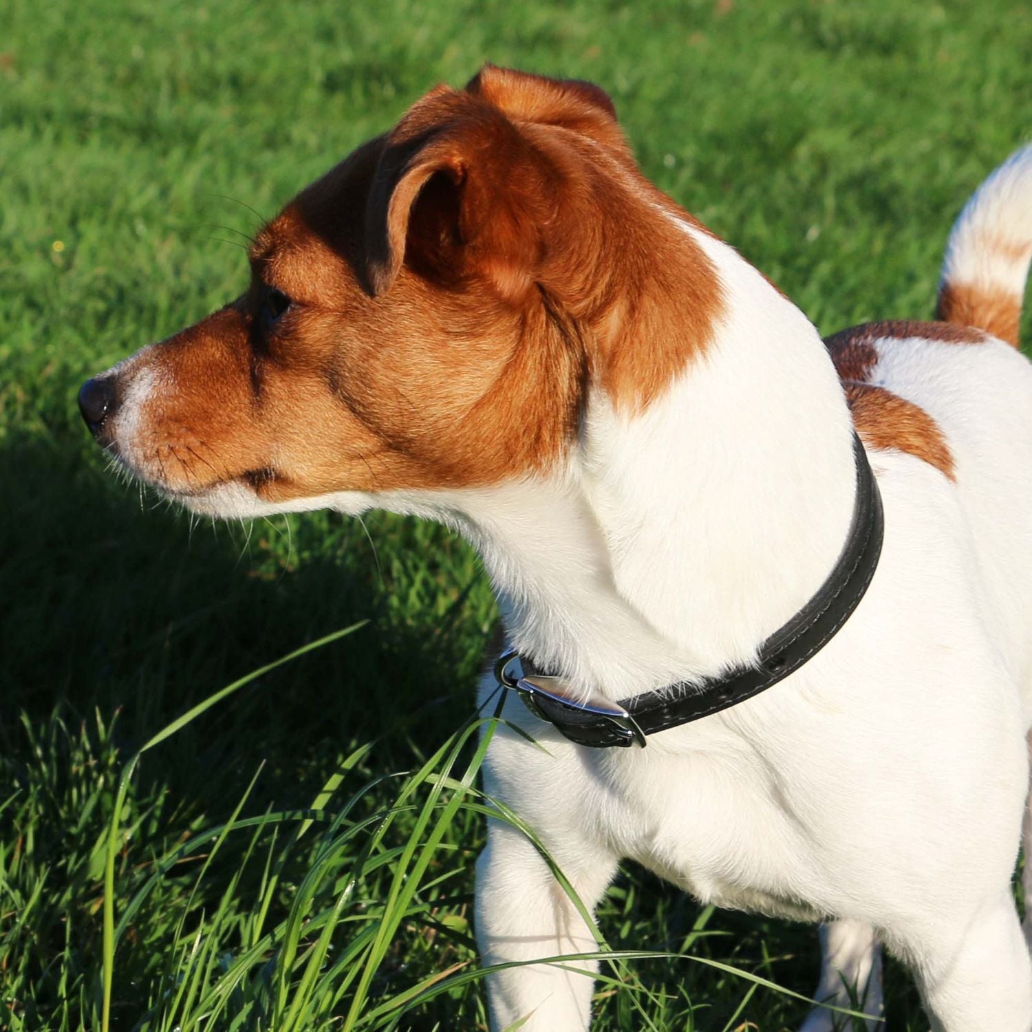 Ancol Classic Leather Black Dog Collar