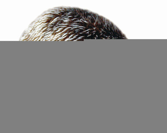  Danish Design Harry The Hedgehog Dog Toy 20cm (8"")