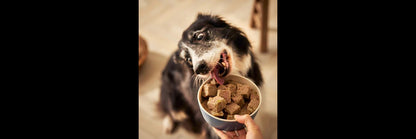  12 X Forthglade Grain Free Turkey & Lamb With Veg Complete Senior Wet Dog Food Variety Pack 395g