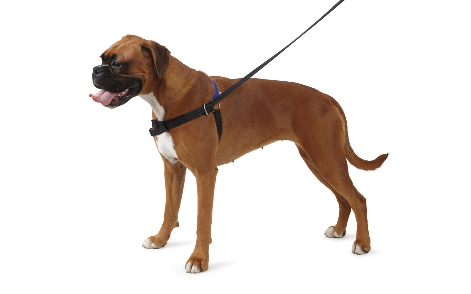  Ancol Pure Dog Listeners Harness & Lead Set Medium 54 - 73cm