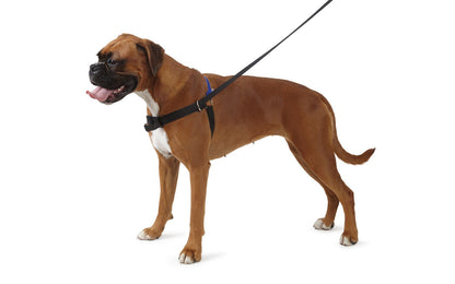  Ancol Pure Dog Listeners Harness & Lead Set Medium 54 - 73cm