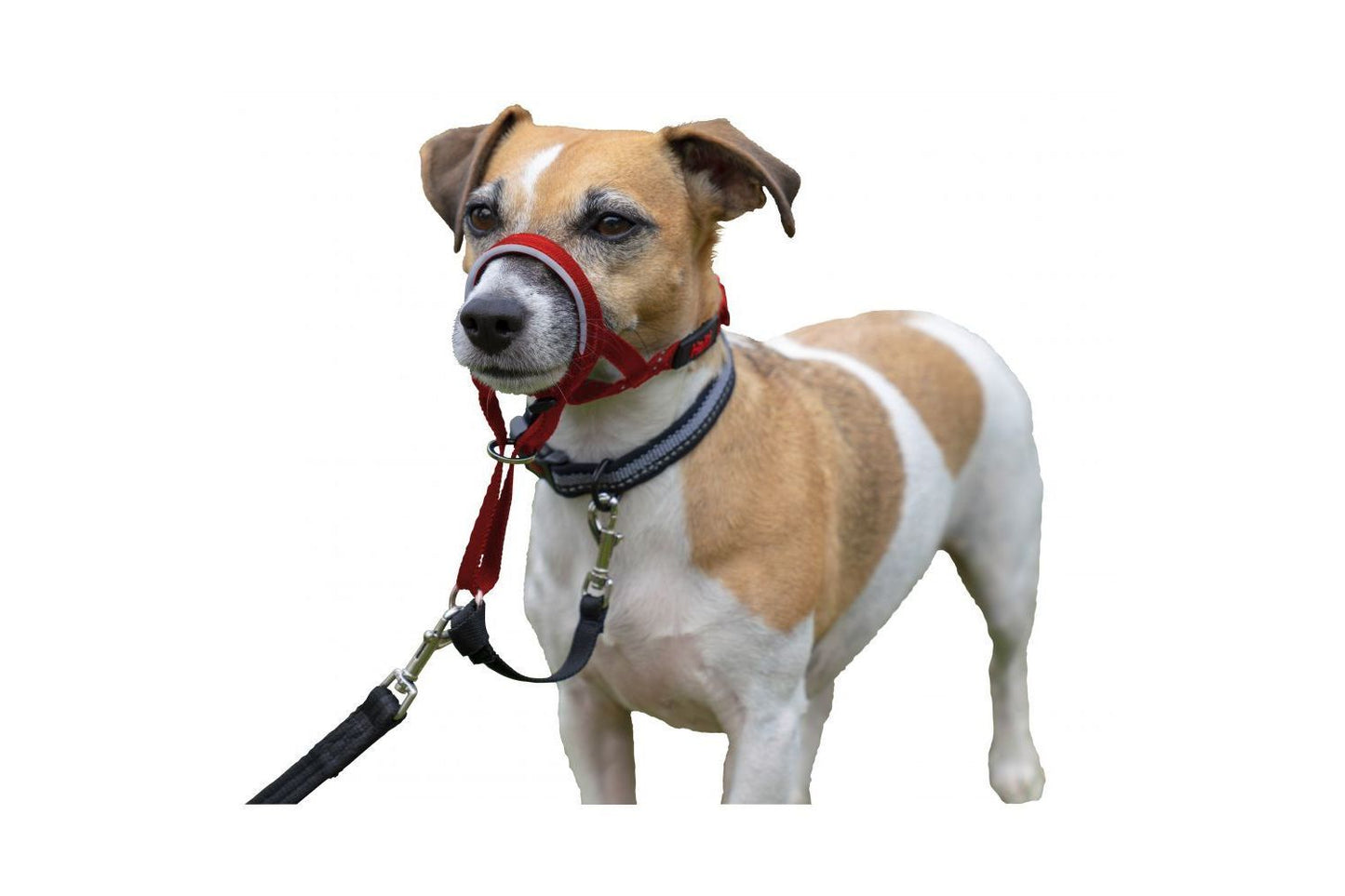  HALTI Headcollar Red