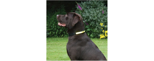  Rosewood Premium Yellow Flashing Dog Collar