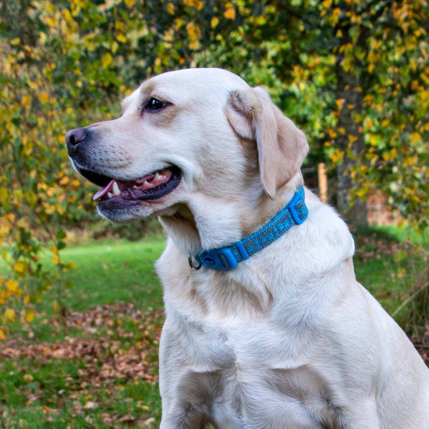  Ancol Fashion Nylon Adjustable Blue Paw Dog Collar