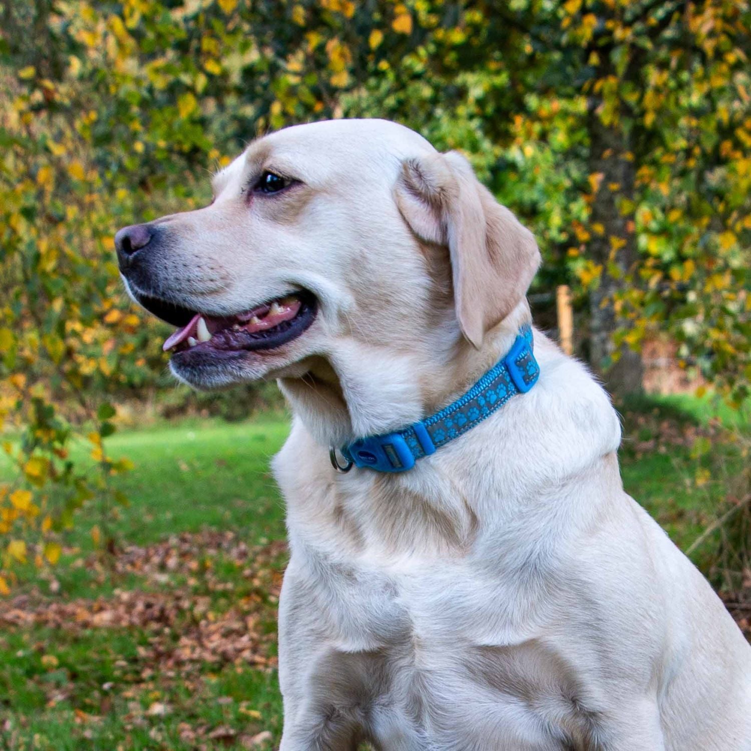  Ancol Fashion Nylon Adjustable Blue Paw Dog Collar