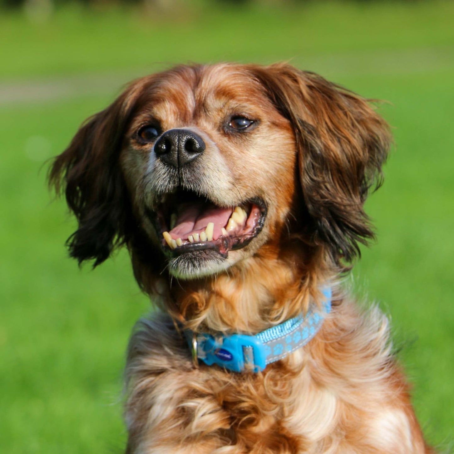  Ancol Fashion Nylon Adjustable Blue Paw Dog Collar