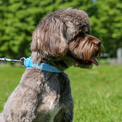  Ancol Fashion Nylon Adjustable Blue Paw Dog Collar