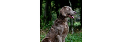  Ancol Timberwolf Sable Leather Dog Collar