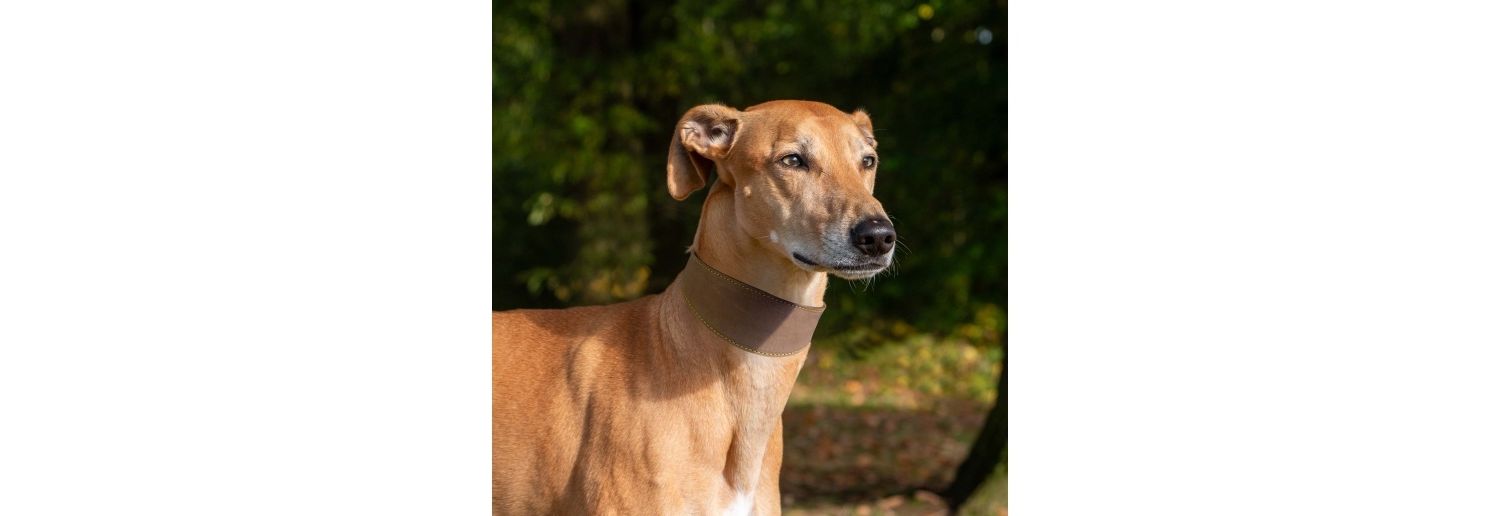  Ancol Timberwolf Sable Greyhound/Whippet Leather Dog Collar