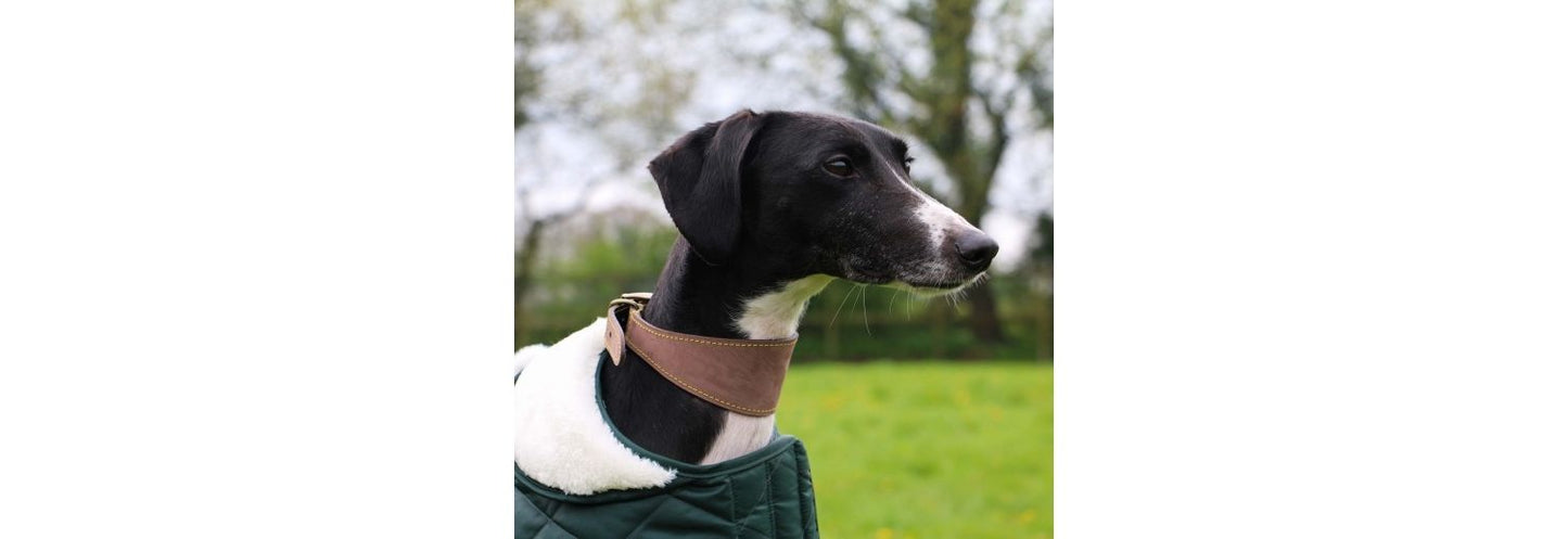  Ancol Timberwolf Sable Greyhound/Whippet Leather Dog Collar