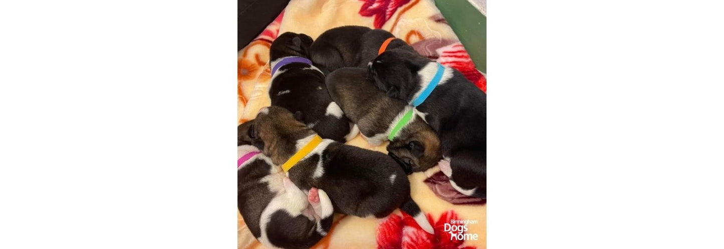  Ancol Whelping Puppies Collar