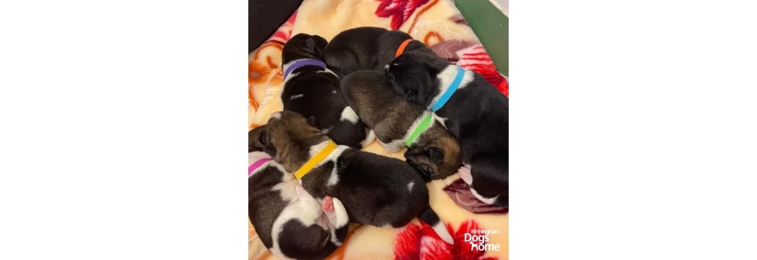  Ancol Whelping Puppies Collar