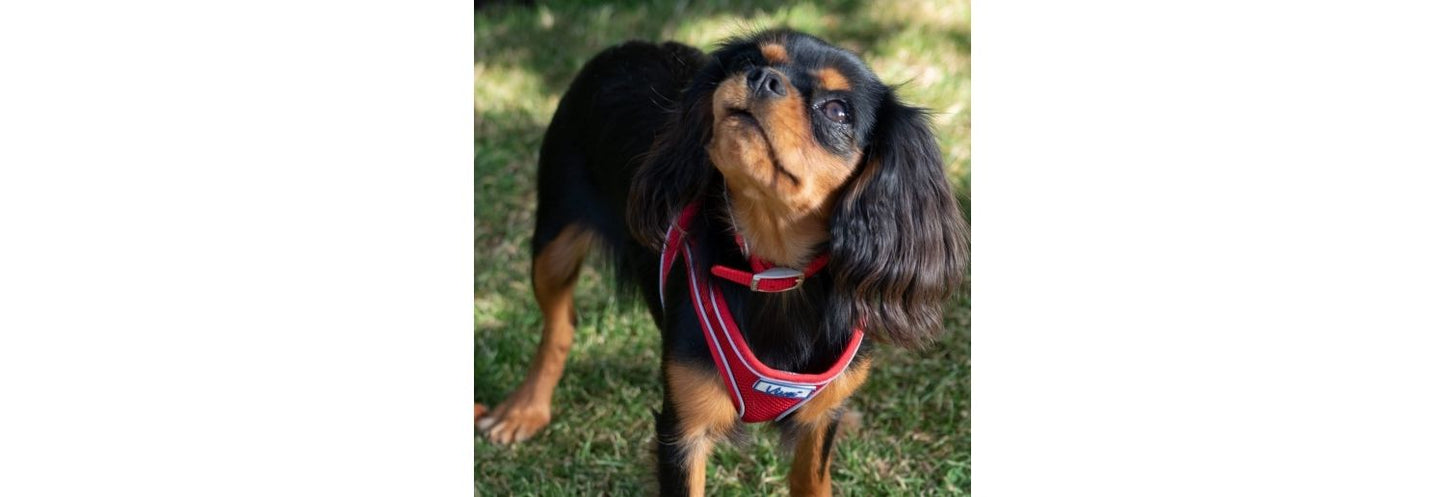  Ancol Viva Nylon Adjustable Red Dog Collar