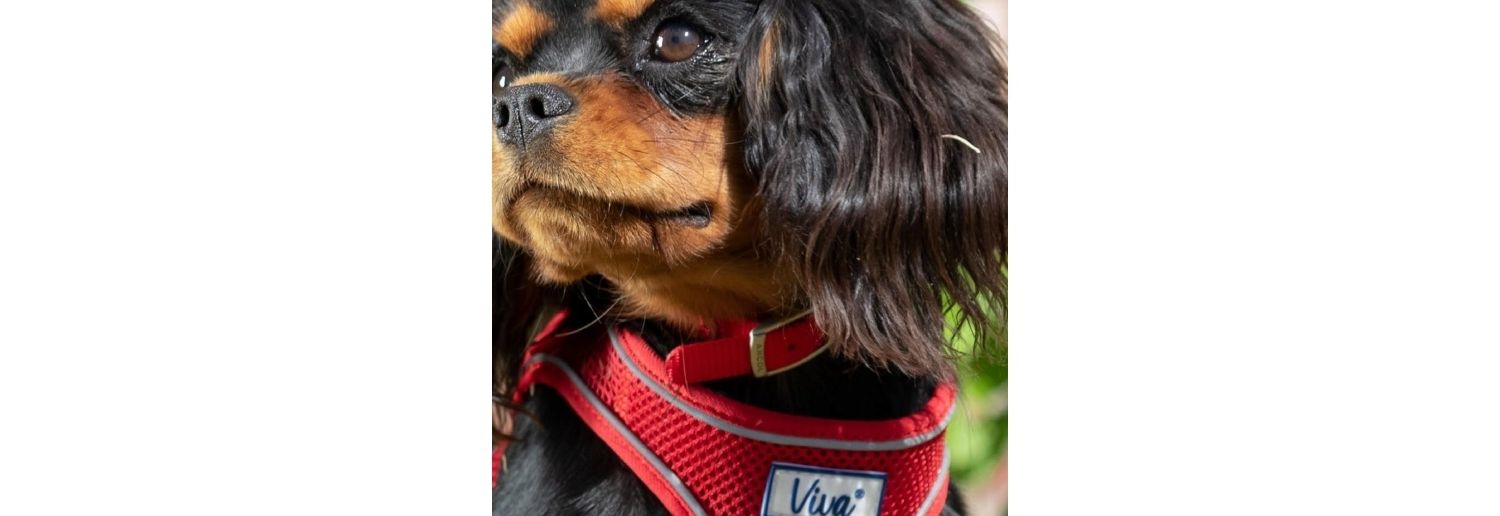  Ancol Viva Nylon Adjustable Red Dog Collar