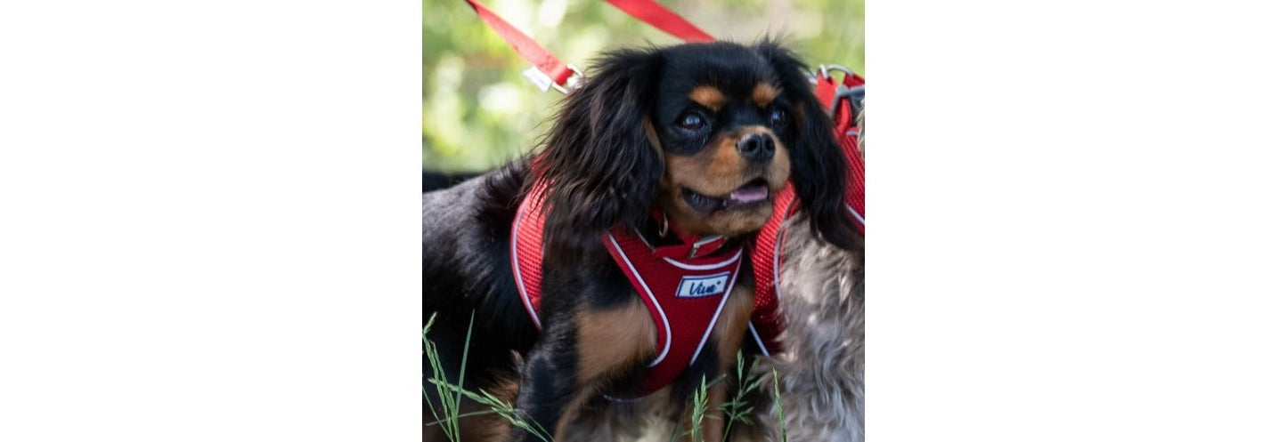  Ancol Viva Nylon Adjustable Red Dog Collar