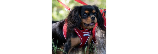  Ancol Viva Nylon Adjustable Red Dog Collar
