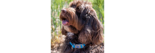  Ancol Viva Adjustable Blue Dog Collar