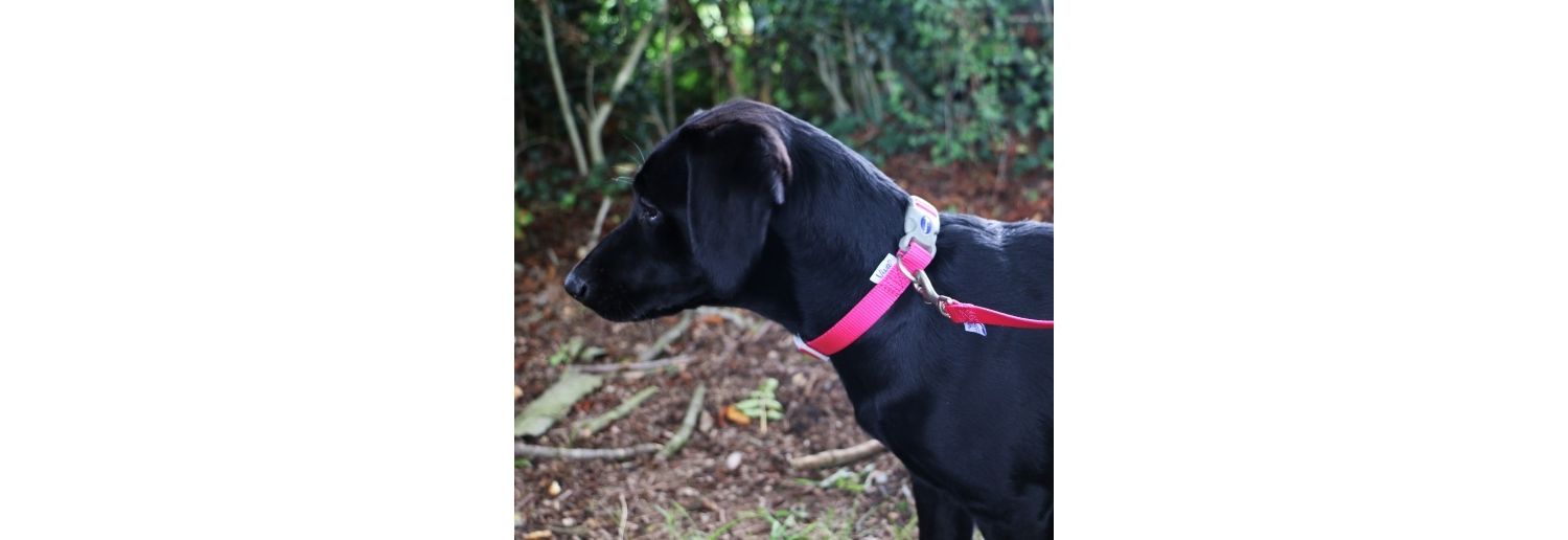  Ancol Viva Nylon Pink Adjustable Dog Collar