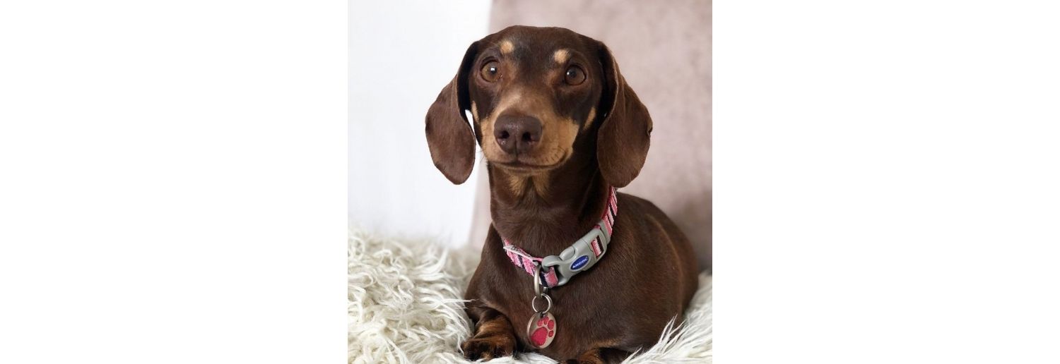  Ancol Made From Candystripe Pink Dog Collar