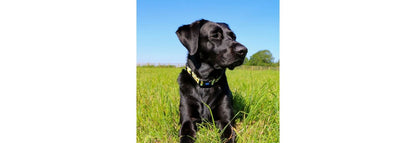  Ancol Soho Sunflower Dog Collar