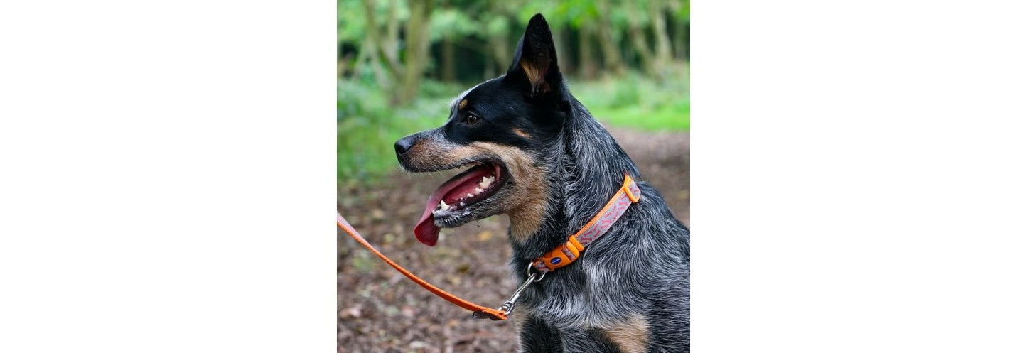  Ancol Fashion Orange Bone Nylon Adjustable Dog Collar