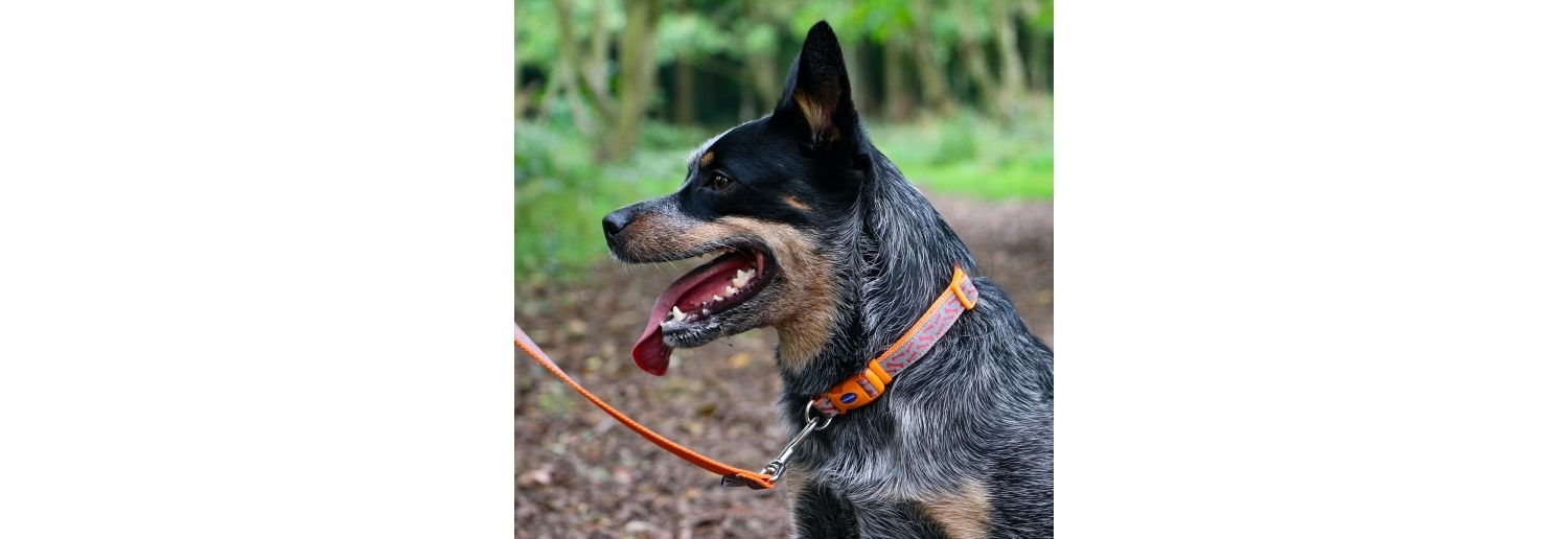  Ancol Fashion Orange Bone Nylon Adjustable Dog Collar