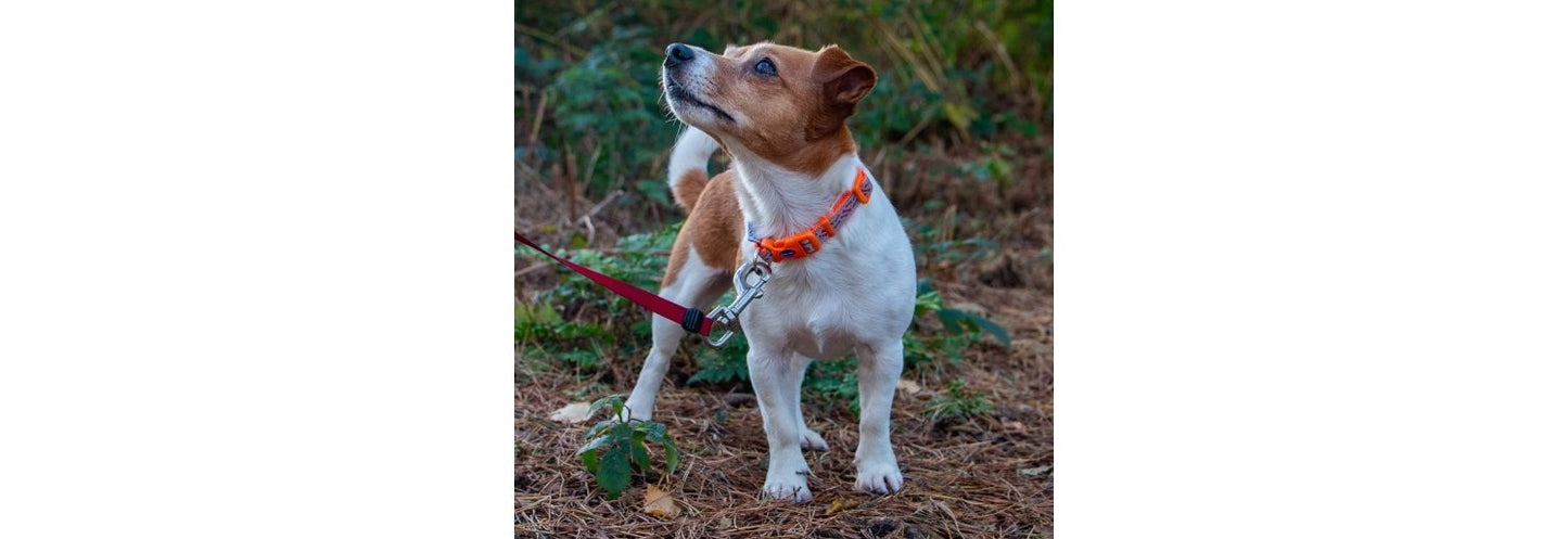 Ancol Fashion Orange Bone Nylon Adjustable Dog Collar