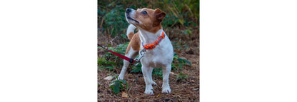  Ancol Fashion Orange Bone Nylon Adjustable Dog Collar