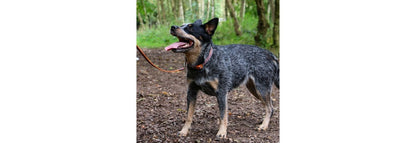  Ancol Fashion Orange Bone Nylon Adjustable Dog Collar