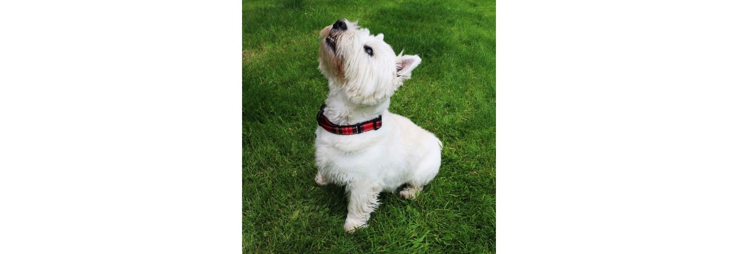  Ancol Heritage Adjustable Tartan Red Dog Collar
