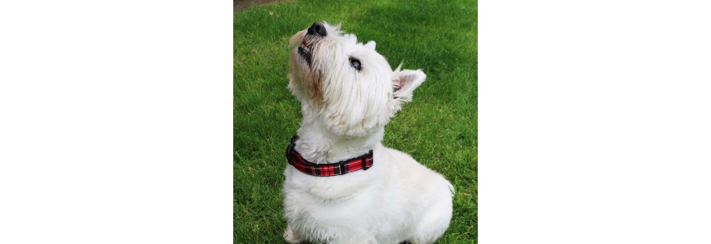  Ancol Heritage Adjustable Tartan Red Dog Collar