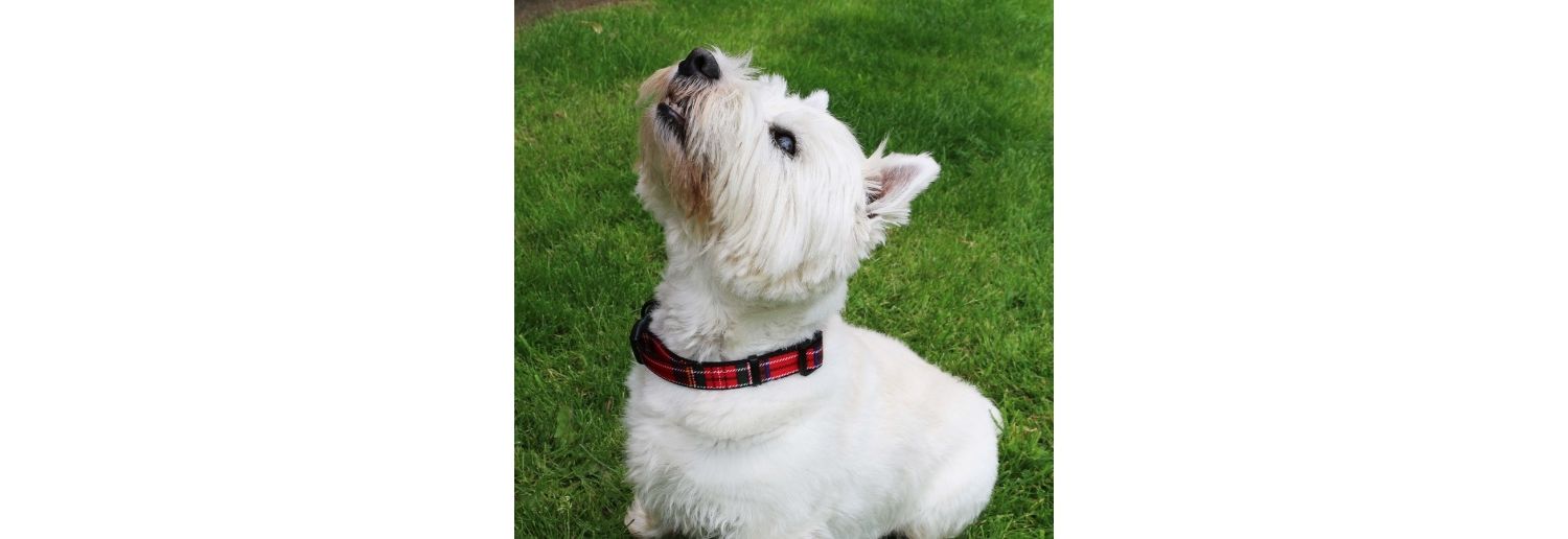  Ancol Heritage Adjustable Tartan Red Dog Collar