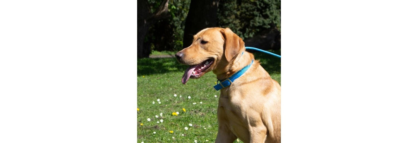  Ancol Padded Nylon Blue Dog Collar