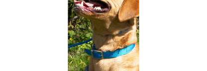  Ancol Padded Nylon Blue Dog Collar