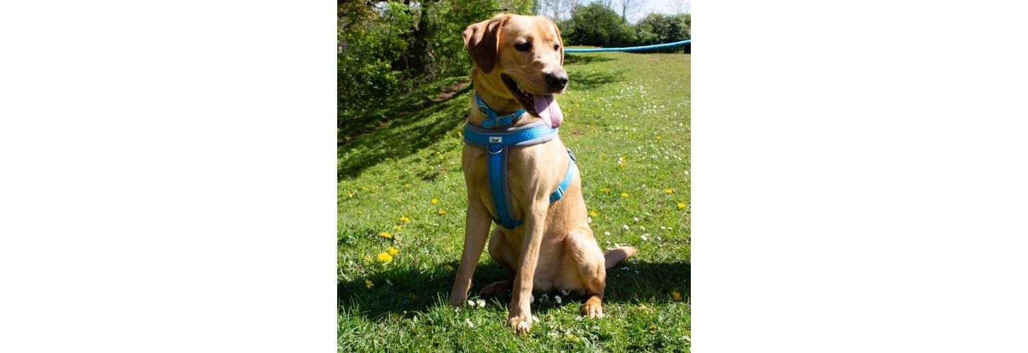  Ancol Padded Nylon Blue Dog Collar