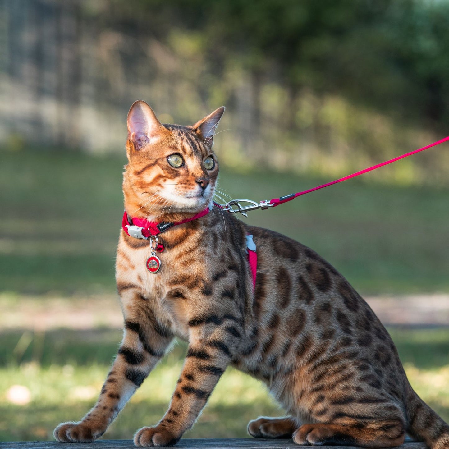  Red Dingo Stainless Steel Engraved Cat Tag Kitten Orange