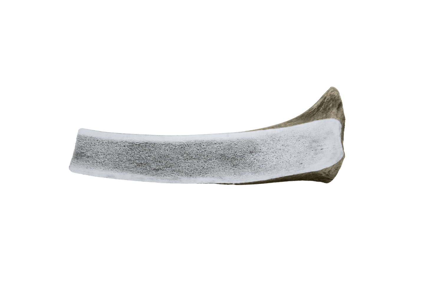  The Wild Antler Co. Half Wild Antler Dog Chew